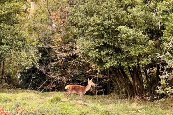 deer in rovasco