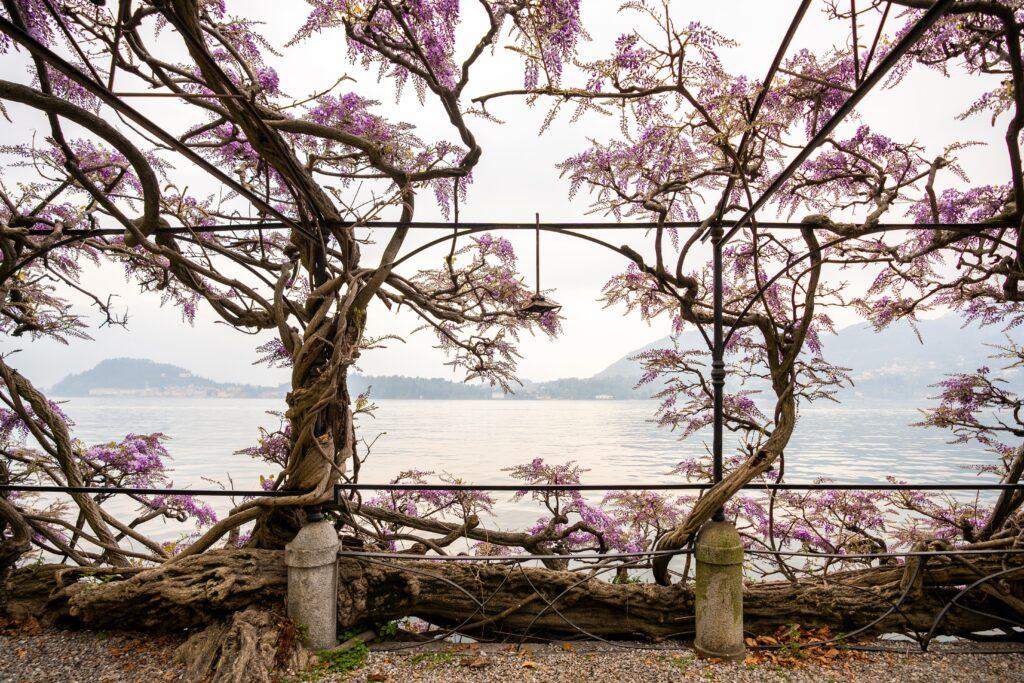 Lake Como in Bloom: Must-See Gardens and Villas in Spring