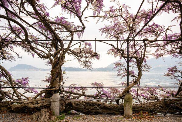 Lake Como in Bloom: Must-See Gardens and Villas in Spring